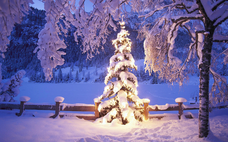 Snowy tree