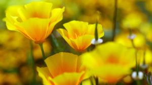 california-poppy