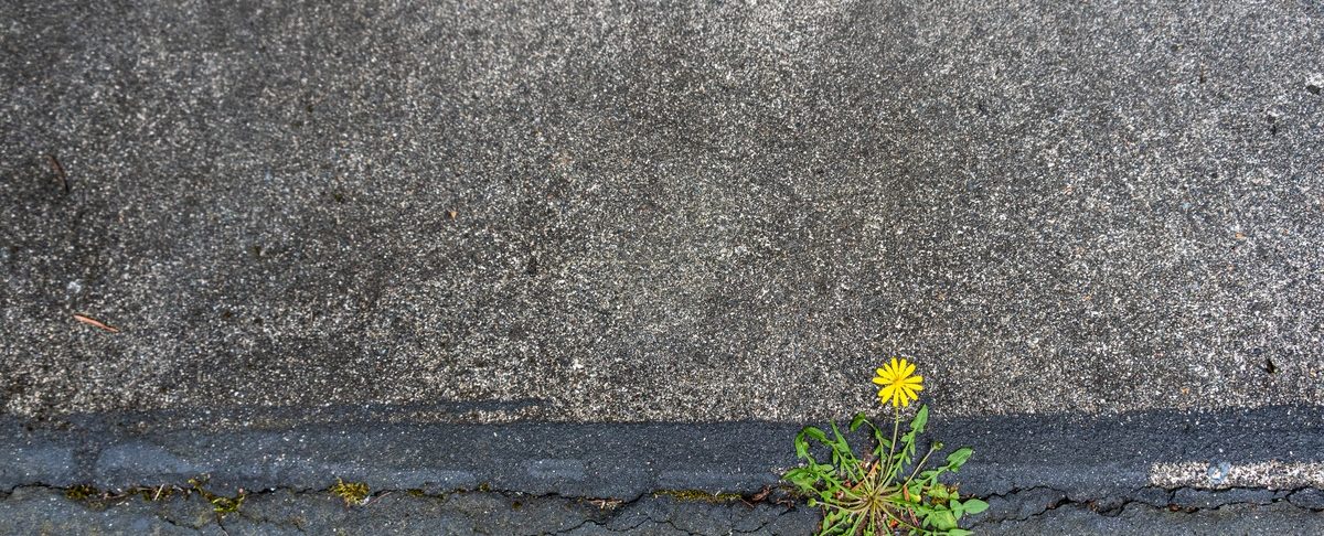 8 Signs of Bad Asphalt Driveway Edging (and How to Fix Them)